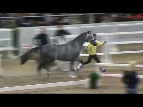 Fortunatus v. For Romance - Sir Donnerhall Körung 2015