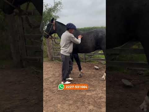 Caballo Moro cabeza negra Criollo puro inscripto “Patacon Sofisticado” $4.300.000 LOSEQUINOS.COM