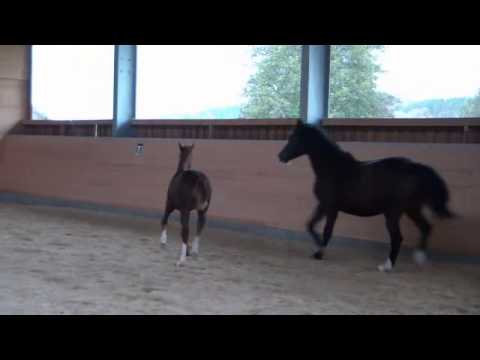 Siegerhengstfohlen von Destano x Ragazzo geb. 28.05.2012