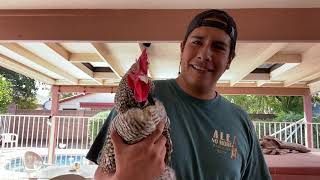 How To Keep a Rooster From Crowing in The City  | DIY "no crow" Rooster Collar | Incubating Eggs
