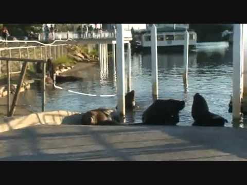 Imenso Sul - by Sofia Valente