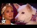 Judges Cry Over Emotional Dog Magic Act On Britain S Got Talent 2020 Magician S Got Talent