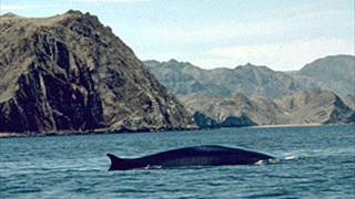 Moby - Chord Sounds (Movie SoundDesign By Paul B)