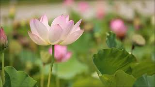 Angelique Kidjo *Ces Petits Riens*