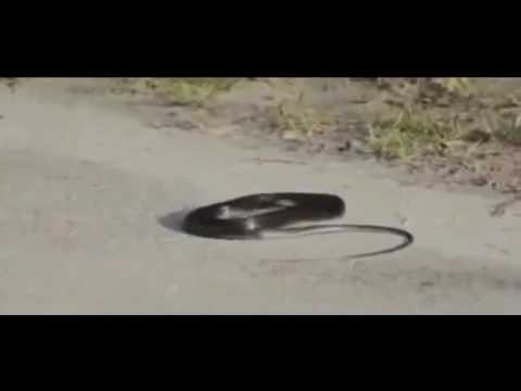 - Melek smrti uzima dušu zmiji - Pogledajte -