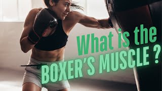 How to Train the Boxer's Muscle - Strengthen Your Punches for Muay Thai, Kickboxing, and Boxing