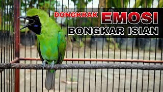 Download lagu DONGKRAK EMOSI || CUCAK IJO JAMTROK FULL TEMBAKAN TENGKEK BUTO mp3