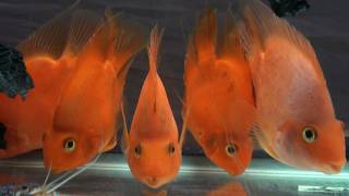 Blood Parrot Cichlid fish and Red Lobster 