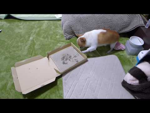 So Free Pizza Box [2016-10-23 PM16:16]