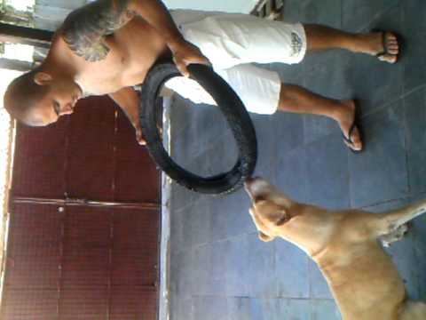 dal minha cachorra fx azul