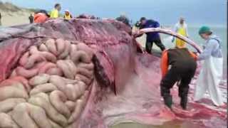 Dead Fin Whale on Cape Cod-Necropsy -Provincetown, MA (Graphic Content)