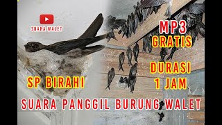 Download lagu Suara panggil Burung Walet | Birahi 1 jam mp3 Download lagu Suara panggil Burung Walet | Birahi 1 jam mp3