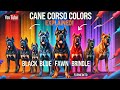 Exploring the Beautiful Colors of the Cane Corso: Which One Is Your Favorite?@thecanecorsochannel