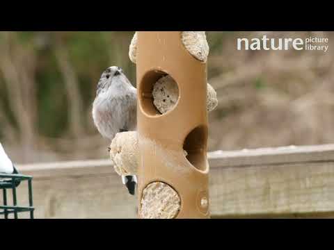 Long tailed tits feeding on suet bird feeder, Birmingham, England, UK