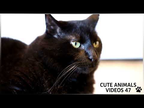 Cats videos compilation 