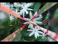 Kisi Se Pyar Ho Jaye Status Song For Whatsapp Flowers Music Love