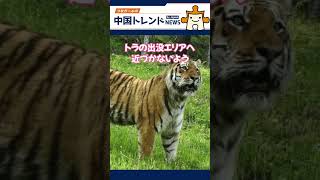 中国で村人がトラと鉢合わせ、木に登って危機一髪