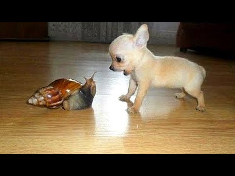 Les chihuahuas sont-ils les chiens les plus drôles ? Vidéos de chiens les plus drôles 2023