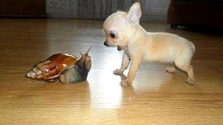 Miniature vidéo