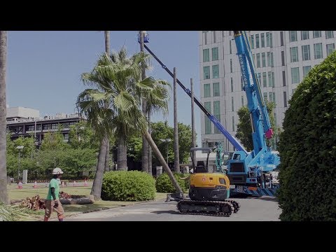 ワシントンヤシ・伐採の様子