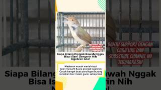 Download lagu Masteran Murah Meriah Tapi Isian Mewah! Prenjak Ngebren #prenjak #prenjakgacor #masteranburung mp3