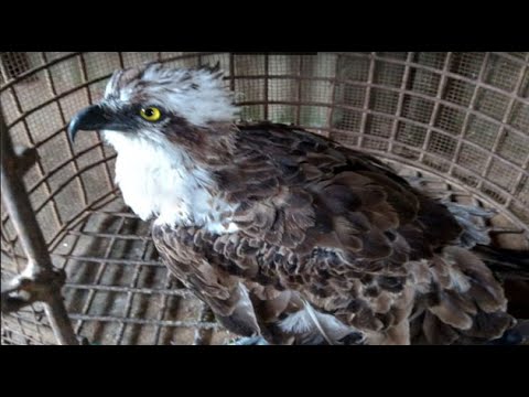 Fisherman who rescued Osprey bird collapses