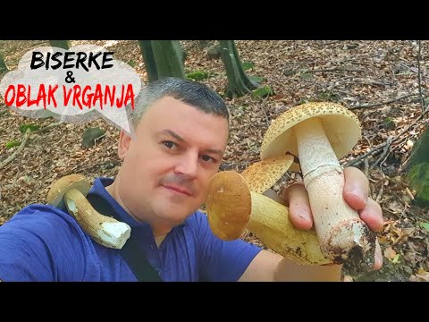 Biserke & ObLak  Vrganja - Ovo se Mora vidjeti