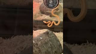 Corn Snake Reptiles Videos