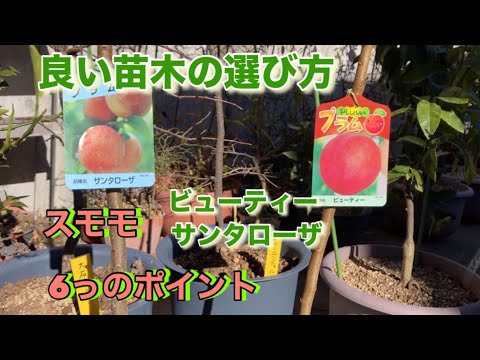 ドワーフブラッドプラム 植物