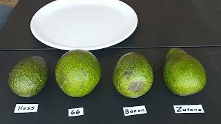 Avocado 🥑 taste testing of varieties 66, Bacon, and Zutano