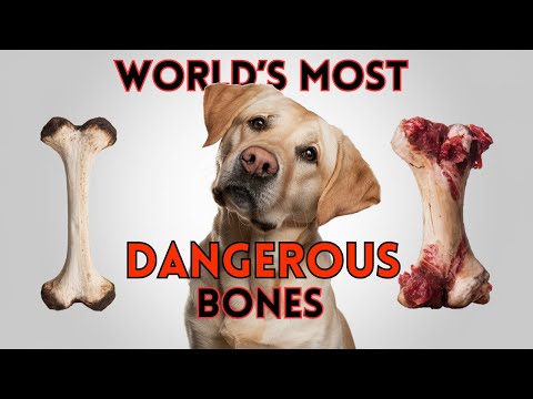 DANGEROUS Dog Bones Exposed: Protect Your Pup NOW! Must-Watch Bone Guide for Dog Owners!