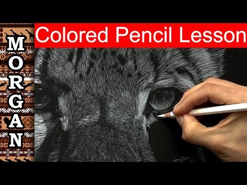 How to draw fur - Colored Pencil Drawing Lesson : Jason Morgan wildlife art