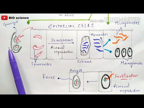 TAENIA tenia SOLIUM BY PHANINDRA GUPTHA