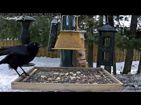 Crow Divebombs Crow While Gathering Peanuts, April 5, 2018 | Ontario FeederWatch Cam