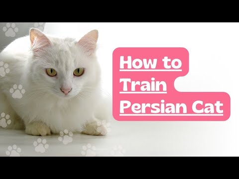How to train Persian cat || 10 method  to train Persian cat || 5 Ways to Care for Persian Cats