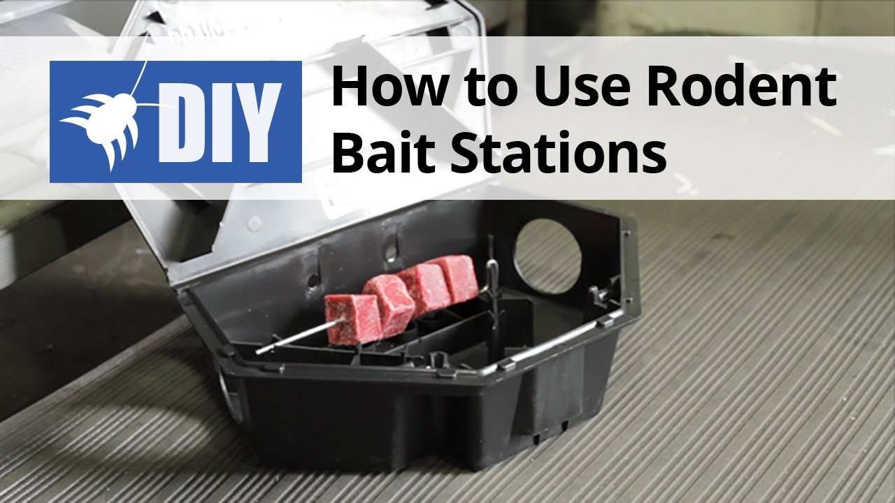 Watch video How to Use Rodent Bait Stations Now How to Use Rodent Bait Stations