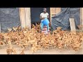 I Started with 2 Chicken today I have over 10000 | Success Story #chicken #poultry