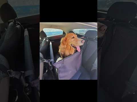 Pra Onde Vou Te Levar - Cachorro Grande