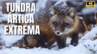 ❄️ Tundra Ártica: O Reino Congelado Onde a Vida Desafia o Impossível - Documentário ártico Brutal