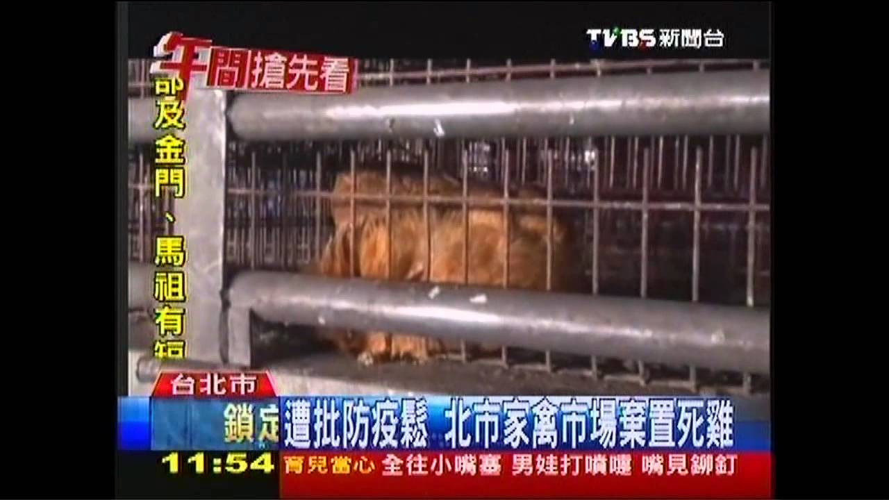 遭批防疫鬆　北市家禽市場棄置死雞