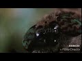 Cod Commando S Reaction Of Wormy