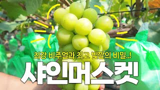 남녀노소 누구나 좋아하는 샤인머스켓을 더욱 달게-! 더욱 예쁘게 재배하는 방법 대공개-!