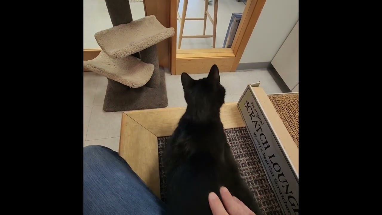 Enlarge Violet, a ADOPTABLE Domestic Short Hair in Stamford, CT video 5/5