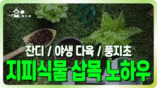 풀을 이기는 지피식물 풍지초 삽목 노하우 ㅣ 지피식물 삽목 노하우 ㅣ  풍지초 삽목