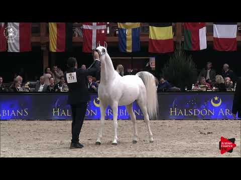 N.173 PSE AL RAKHAN - Lier 2018 - 6-7 Years Old Stallions (Class 12)