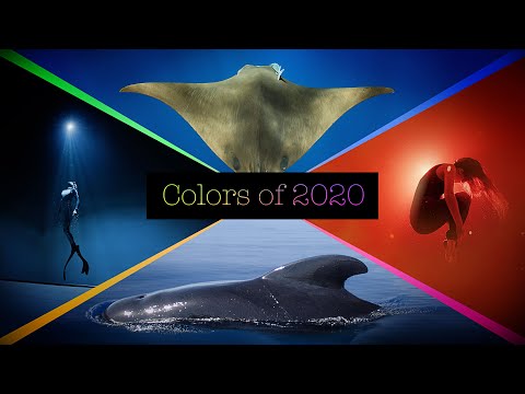 COLORS OF 2020