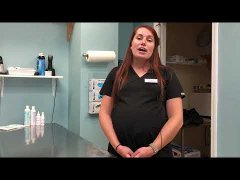 Medication and Therapy Options for Pets Skin