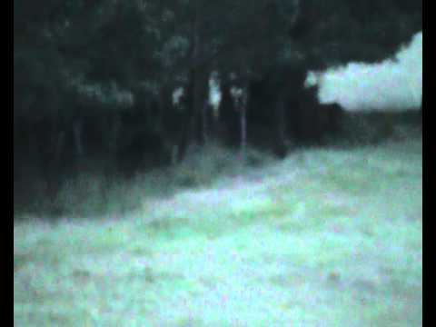 Hirschbrunft direkt unter dem Hochsitz!