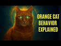 Orange Cat Behavior Explained The Mystic Results Will Truly Shock You