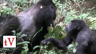 Silverback Mountain Gorilla Mating with Female - Bwindi Impenetrable Forest, Uganda (Nkuringo)
